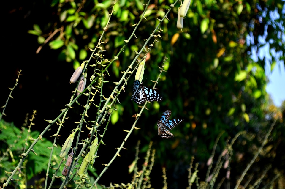 Blue Tiger Butterflies