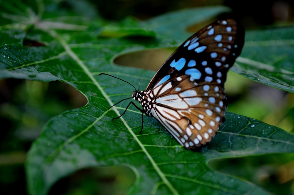 Blue Tiger Butterfly On Leaf 5