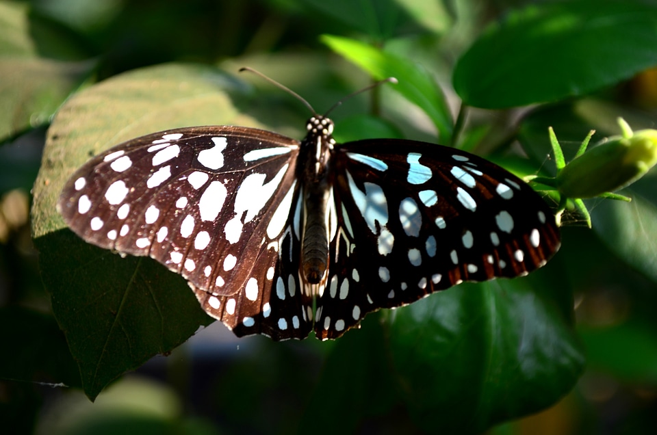 Blue Tiger Butterfly