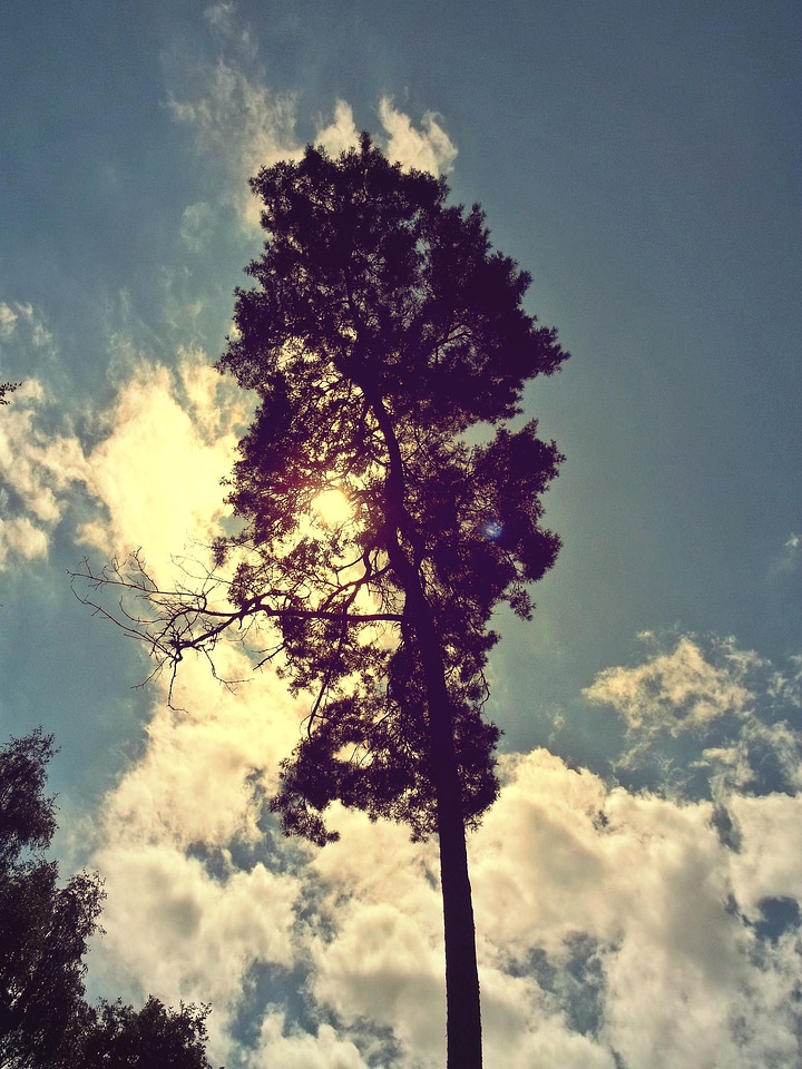 Nature sky backlighting