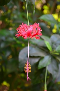 Hibiscus photo