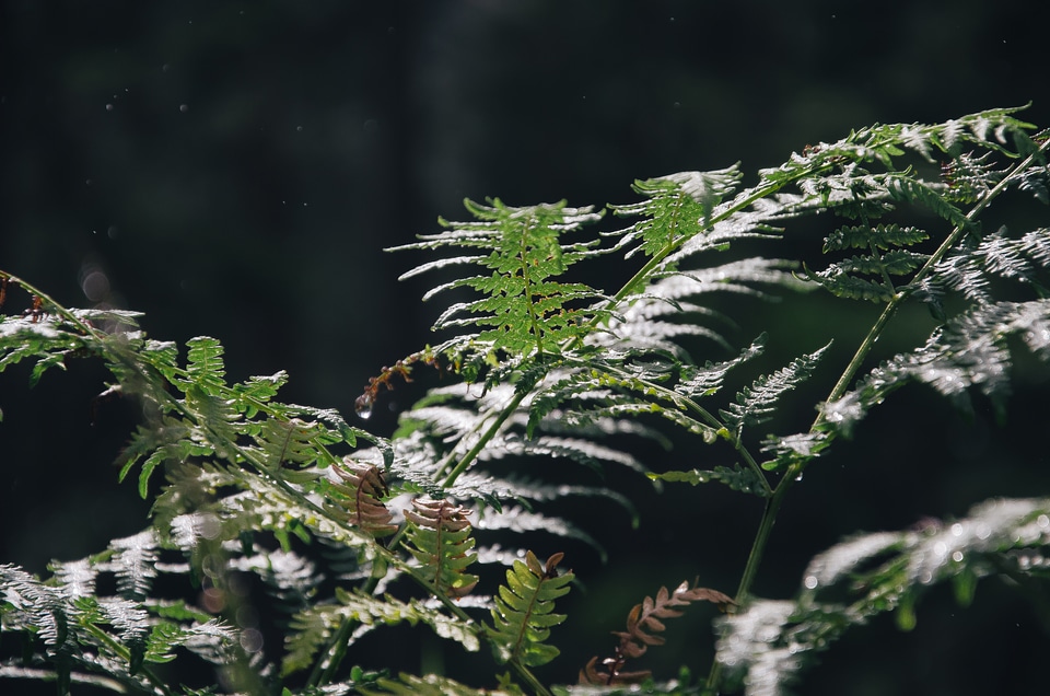Forest green natural