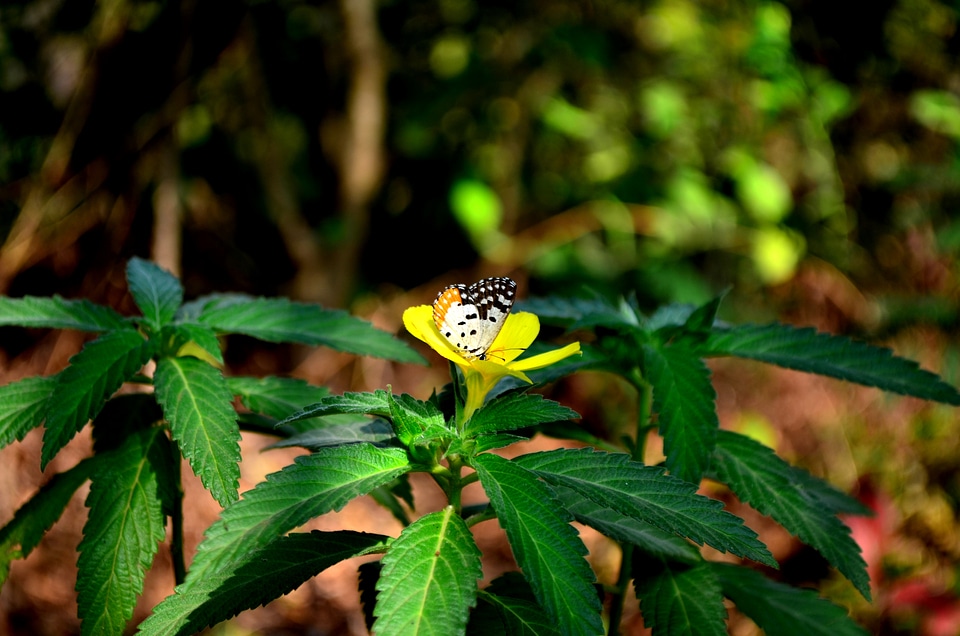 Red Pierrot Butterfly Flower