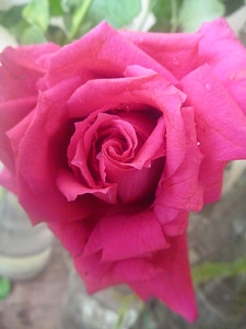 Rose Portrait photo