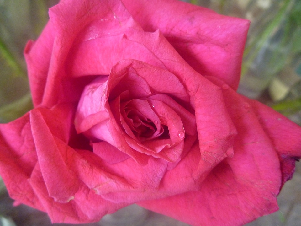 Rose photo