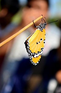 Yellow Tiger Butterfly photo