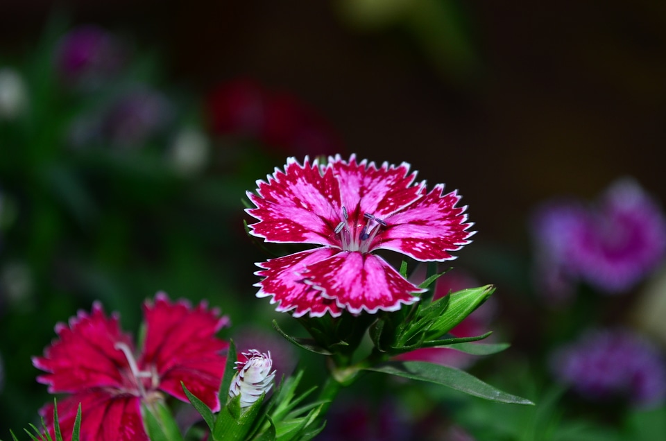 Dianthus Flower photo