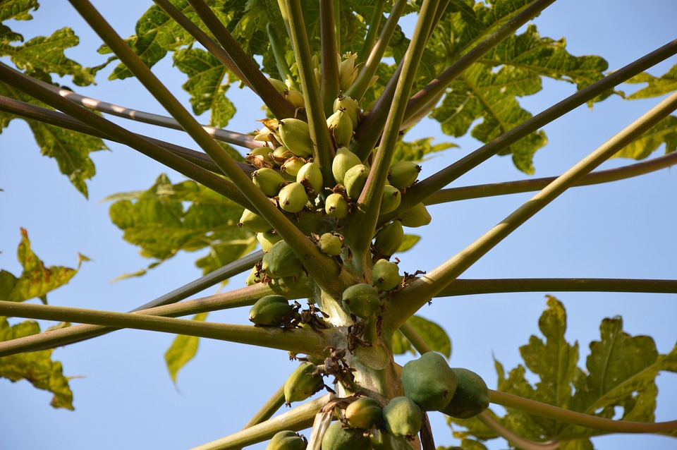 Tropical food leaves