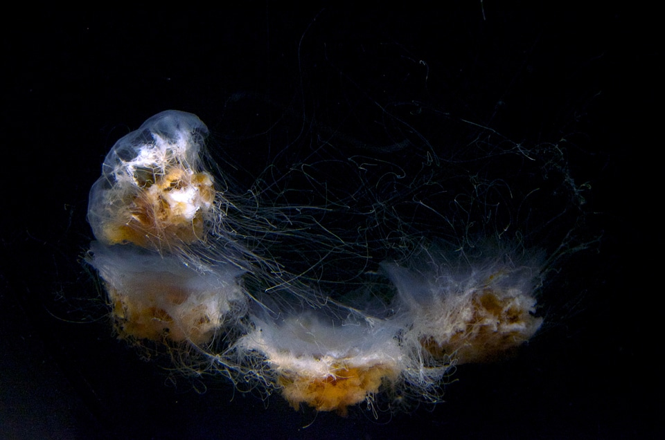 Peaceful sea life jellies