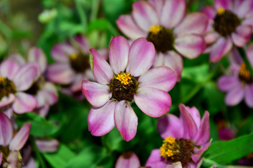 Pink Flower photo