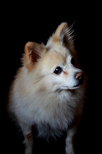 Pomeranian Dog photo