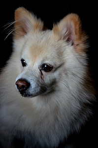 Pomeranian photo