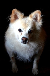 Pomeranian Dog Breed photo