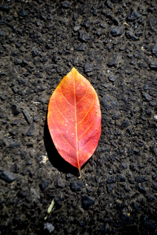 Beautiful Orange Leaf