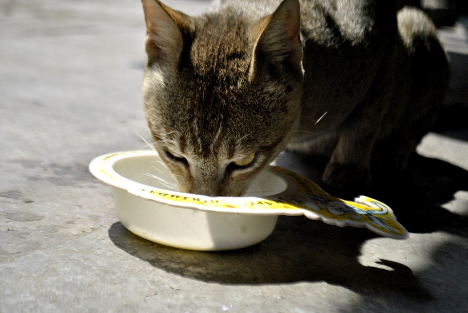 Cat Drinking Milk