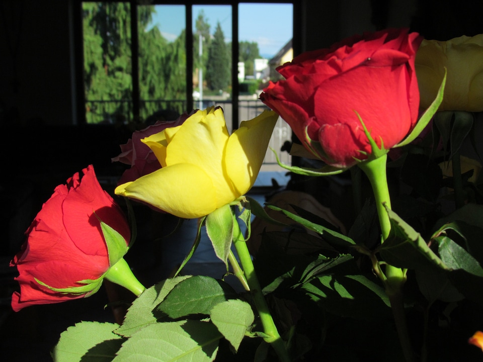 Roses bouquet flowers