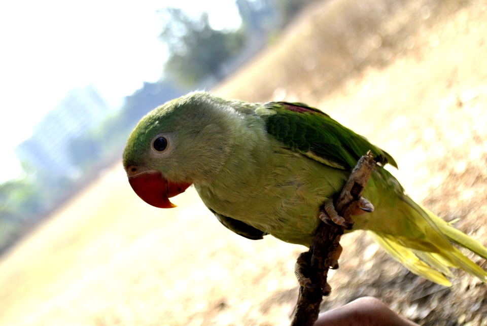 Green Parrot Branch