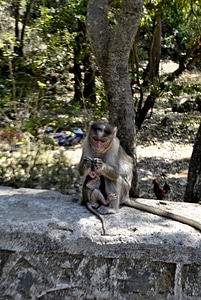 Monkey Mother Child
