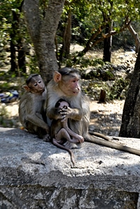 Monkey Mother Babies photo