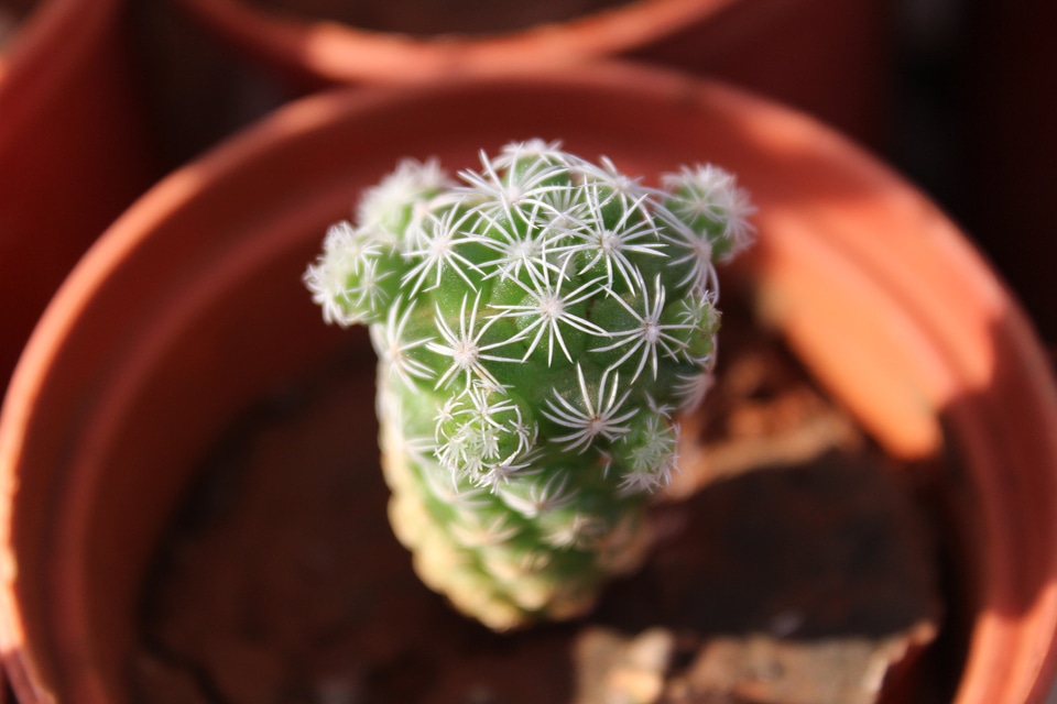 Beautiful Cacti Closeup