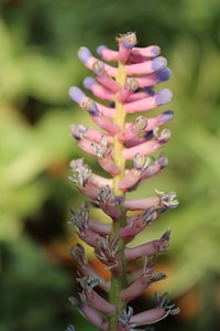 Amazing Pink Flower