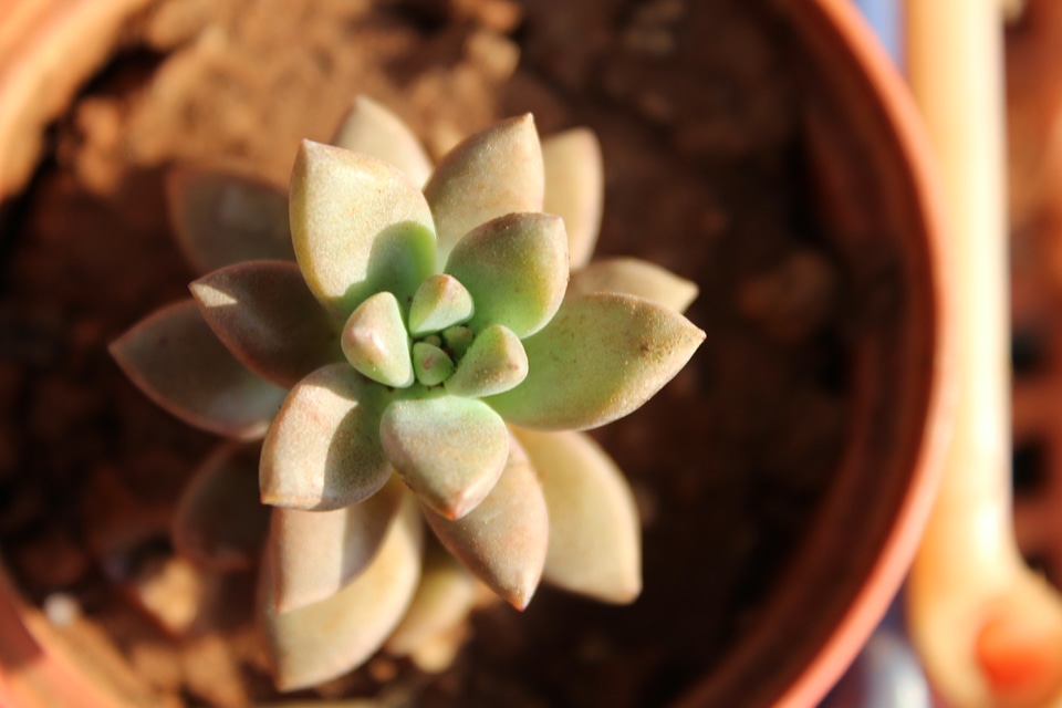 Beautiful Plant Pot Closeup