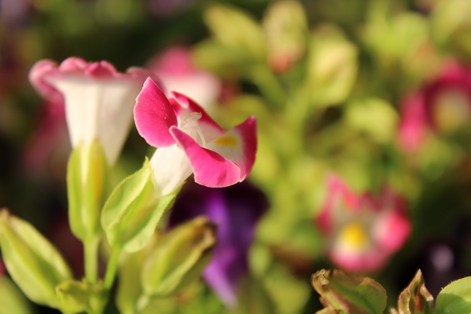 Beautiful Pink Flower Background
