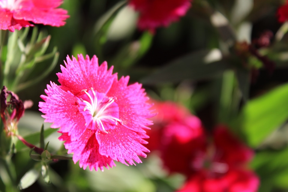 Beautiful Pink Flower Closeup photo