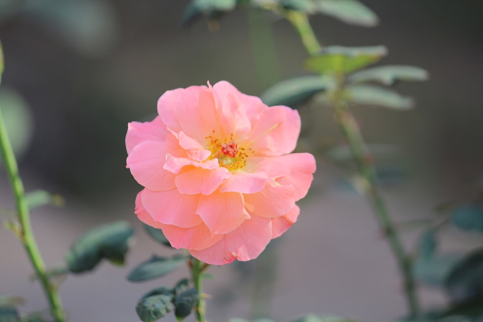 Bright Pink Flower