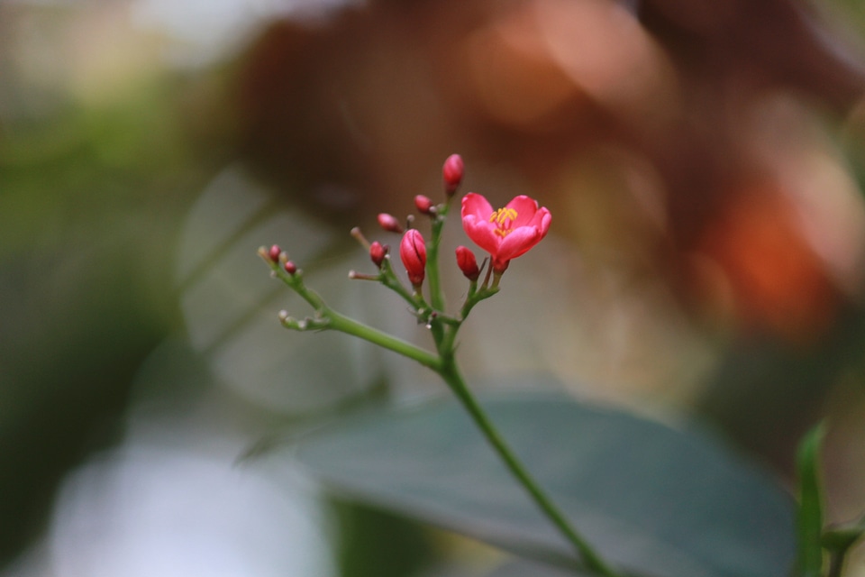 Budding Flower Closeup