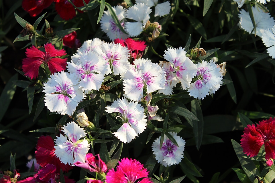 Bunch Of White Purple Flowers