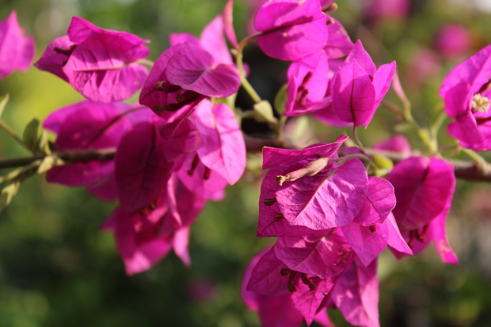 Bunch Of Pink Leaves Flower