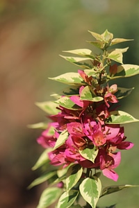 Bunch Of Pink Green Leaves