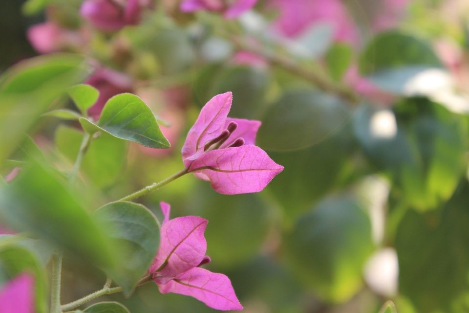 Closeup Of Pink Leaf Flower