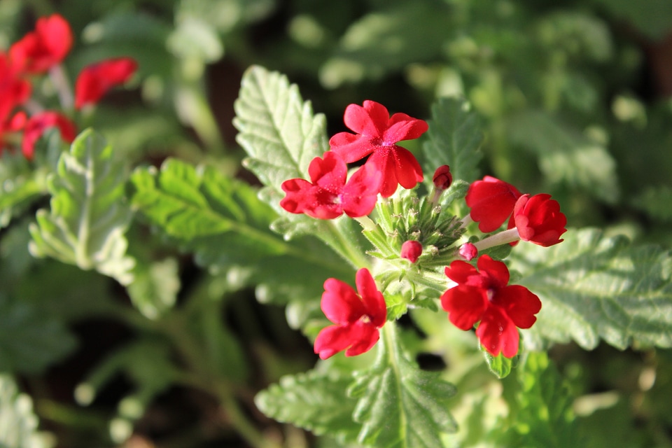 Bunch Of Red Flowers