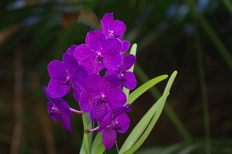 Purple plant close up