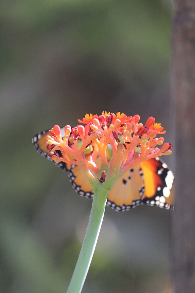 Orange Butterfly Flower Closeup