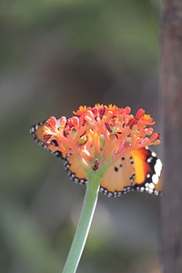 Orange Butterfly Flower Closeup