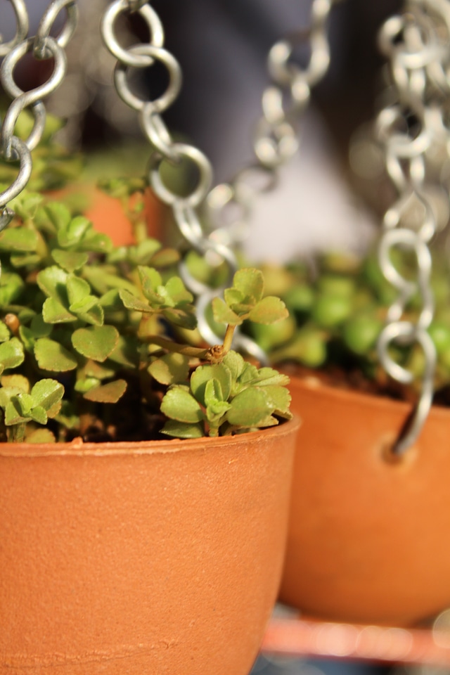 Hanging Plant Pots