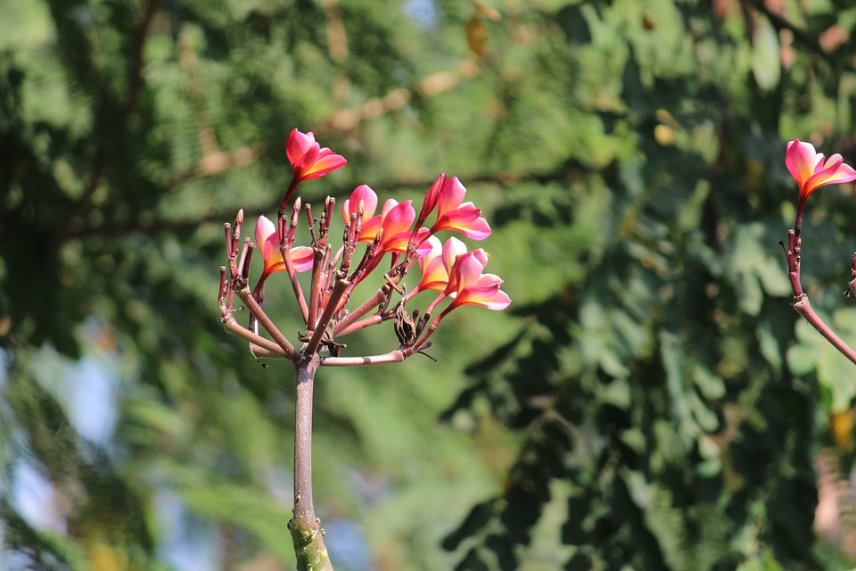 Pink Flowers In Garden