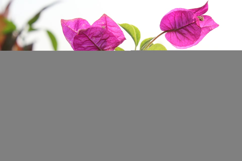 Pink Leaves Background