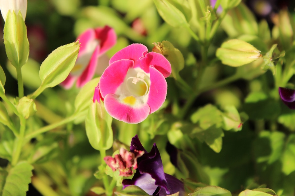 Pink White Petals Closeup