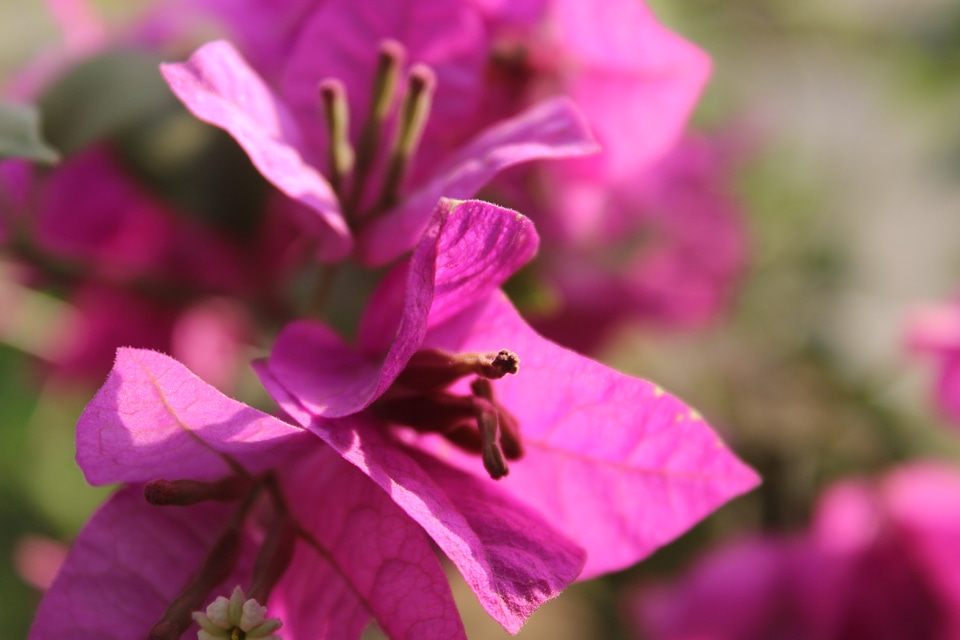 Pink Leaves Beautiful Flower