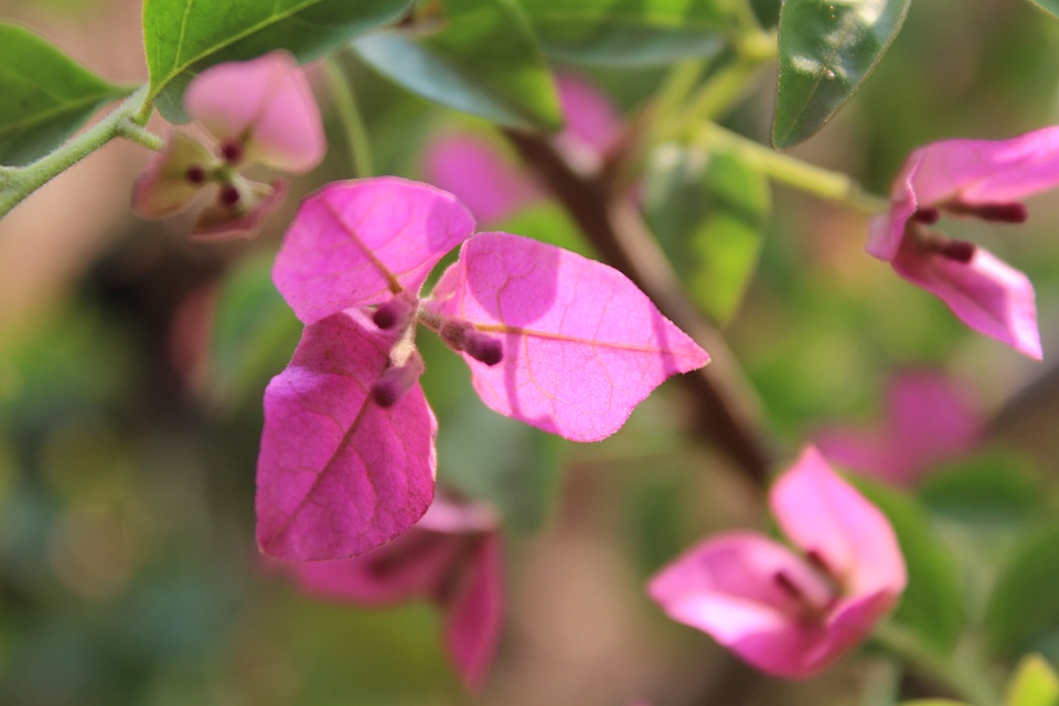 Pink Leaves Flower Closeup