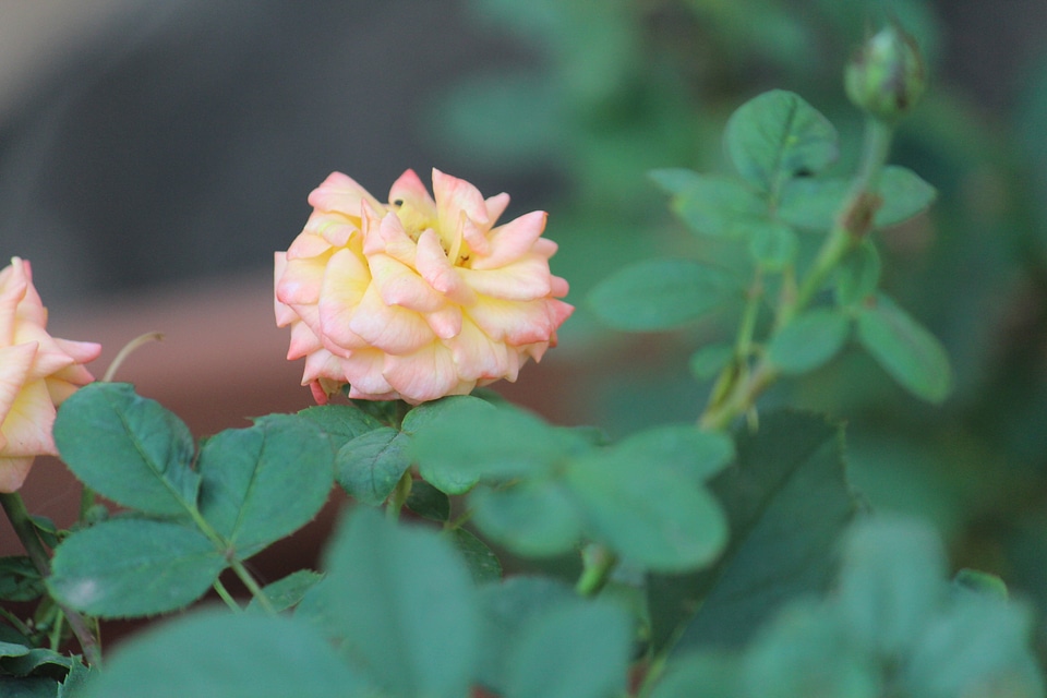 Pink Yellow Round Flower