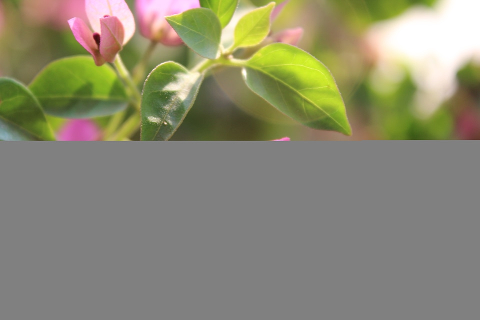 Pink Leaf Flowerbackground