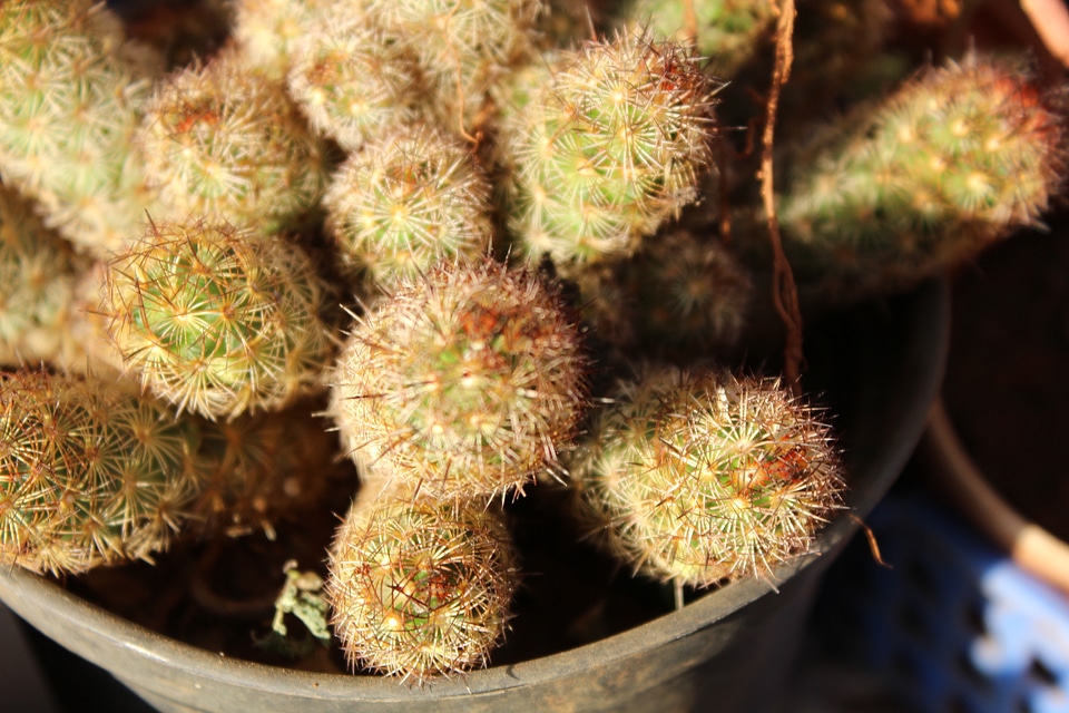 Pot Of Cactus Plant