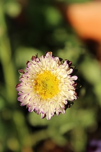 Purple Yellow Flower