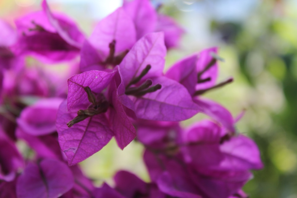 Purple Leaves Flower