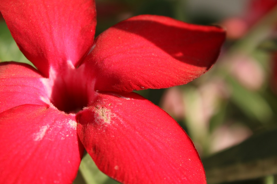 Red Flower Petals Closeup
